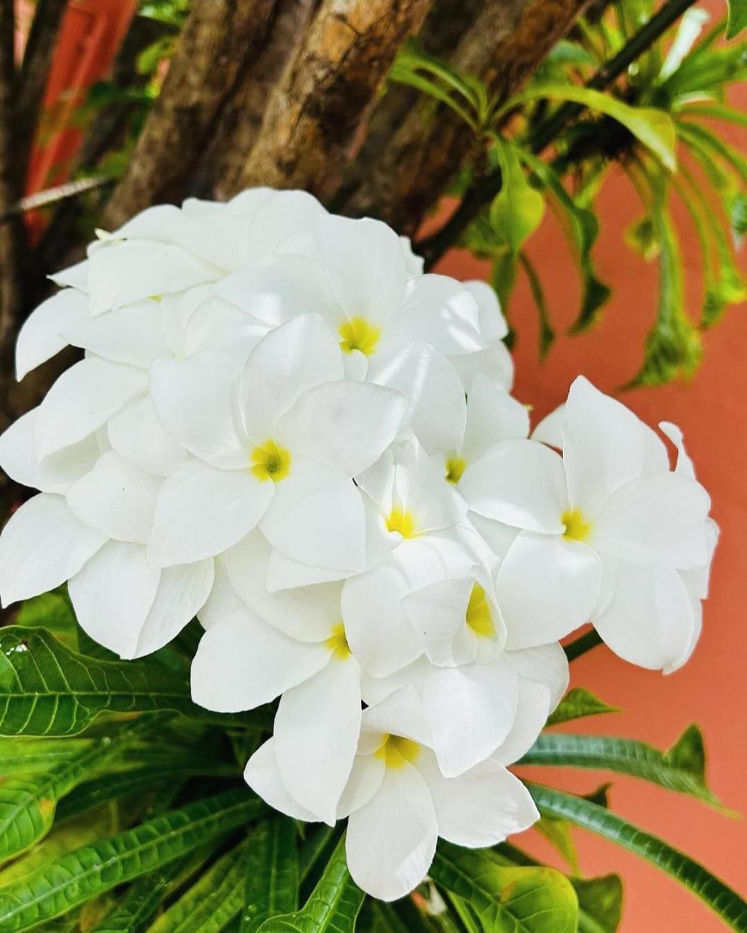 Happy Curoase Bed & Breakfast วิลเลมสตัด ภายนอก รูปภาพ