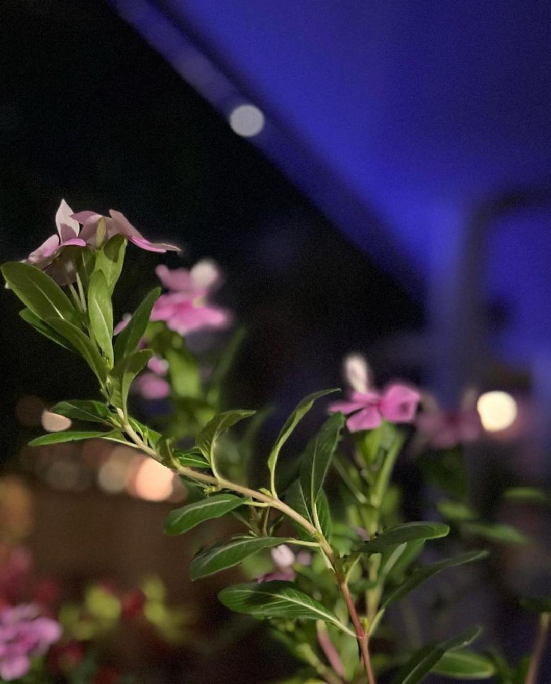 Happy Curoase Bed & Breakfast วิลเลมสตัด ภายนอก รูปภาพ